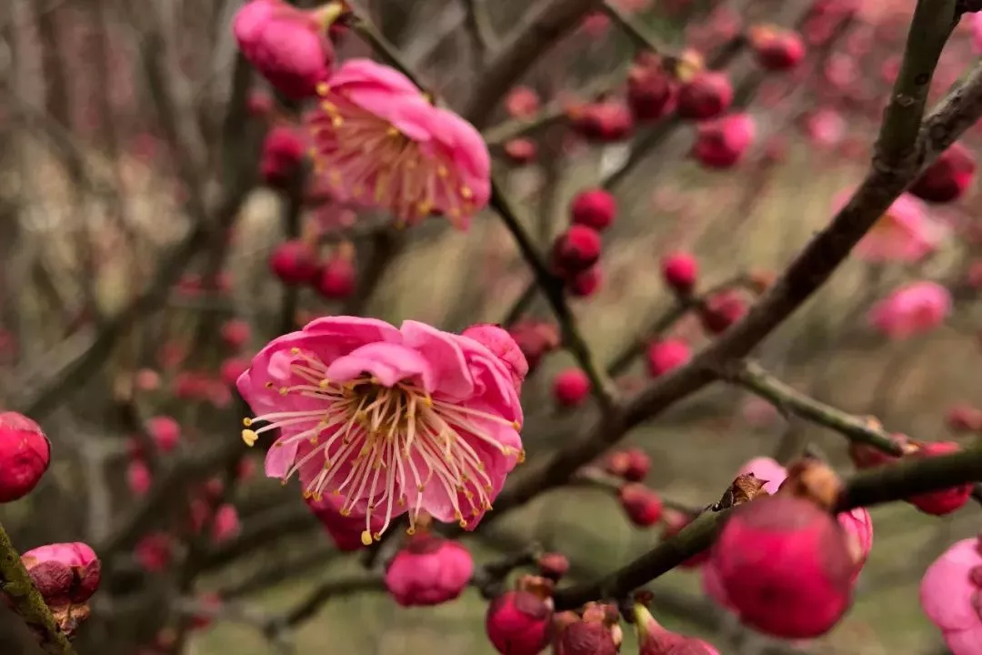 Mansion88明升·(中国集团)官方网站